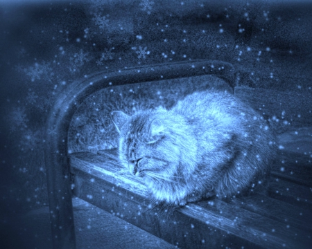 Cold - bench, animals, winter, pet, cat