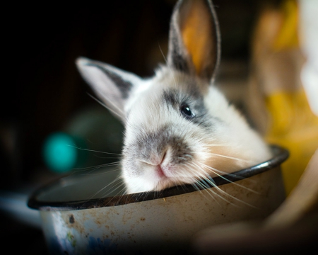 Cute bunny - rabbit, animals, bunny, cute