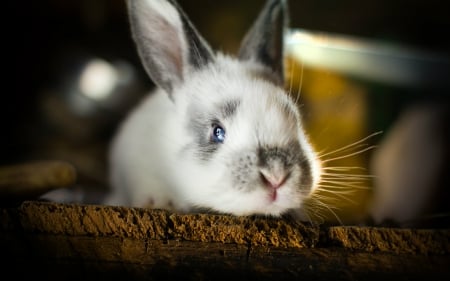 Cute bunny - cute, rabbit, bunny, animals