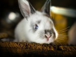 Cute bunny