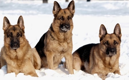 Beautiful trio on snow - trio, winter, dogs, snow