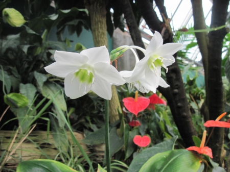 The wonder of Flowers 07 - white, red, photography, green, flowers, garden