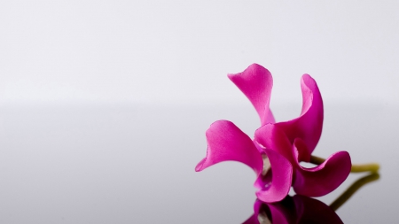 Alone - water, nature, flower, reflection, pink