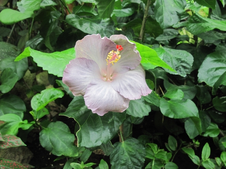 The wonder of Flowers 14 - hibiscus, photography, green, leaf, flowers, garden