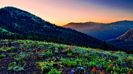 beautiful wildflowers on a rocky hill - mountains, hill, wildflowers, stones, sunset