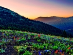 beautiful wildflowers on a rocky hill