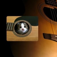 Cat inside a guitar