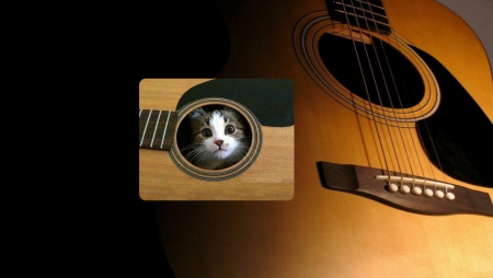 Cat inside a guitar - guitar, kitten, feline, cat