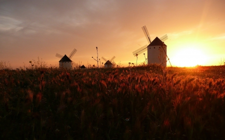 windmills by wheat fields at sunset