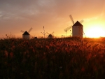 windmills by wheat fields at sunset