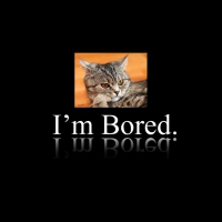Bored Cat