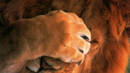 what a big paw - paw, face, covering, lion, jungle