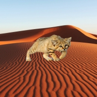 Sand Cat on Sand