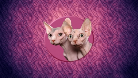 Sphynx Cats