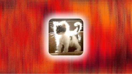 Aglow - feline, glowing, cat, kitten