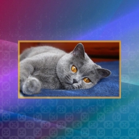 Grey Cat