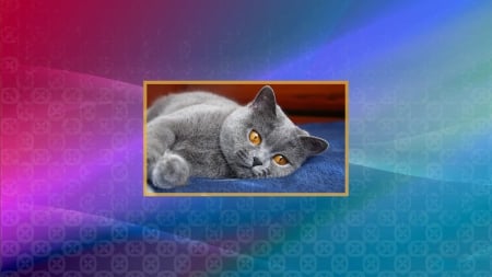 Grey Cat - grey, kitty, feline, cat