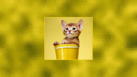 Kitty in a Cup - kitten, cup, kitty, happy