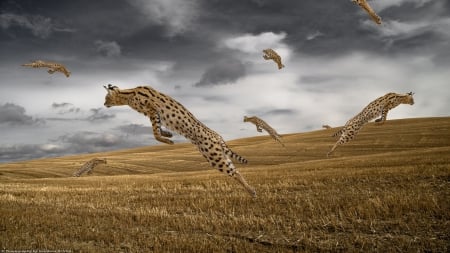 Sproing - jumping, Serval, Cat, Cats