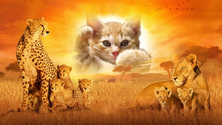 Kitten and Big Cats - lion, cheeta, feline, cat