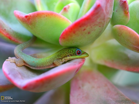 Madagascar Day Gecko, Maui - flower, gecko, nature, baby