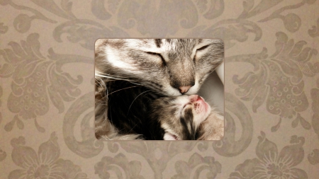 Kitty Kiss - cats, kiss, kitten, cat