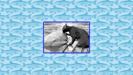 Forbidden Love - water, love, cetacean, cat