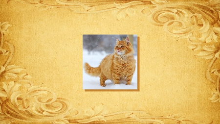 Orange Cat - feline, orange, cat, snow