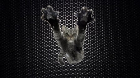 Rockin' - dance, paws, feline, cat