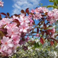 Spring. (flores crataegi)