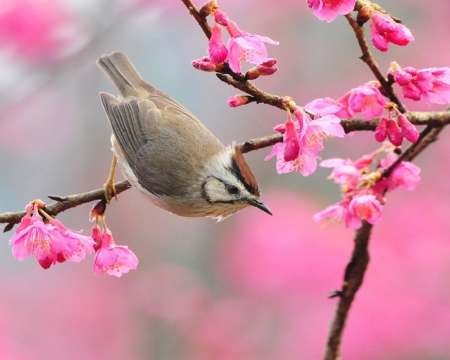 ~Bird In Blossom~ - bird, animal, pink, blossom