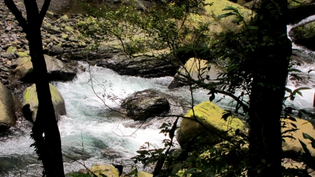 Streams - nature, streams, forest, hiking