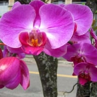 Pretty orchids