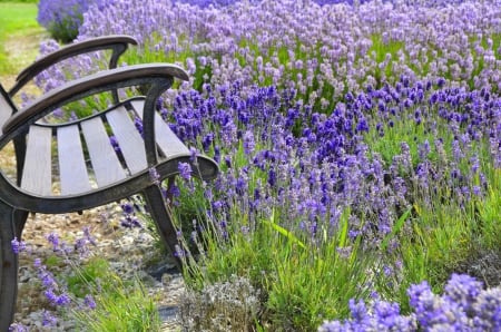 Lovely lavender - beautiful, relax, rest, grass, fresh, field, lavender, nature, meadow, pretty, flowers, fragrance, bench, freshness, nice, scent, lovely