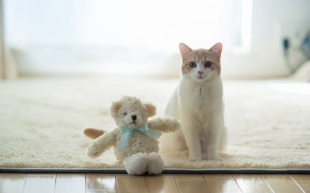 Hannah posing with her Teddy bear - animal, cute, cat, ben torode, blue, white, toy, hannah, bear, bow, kitten