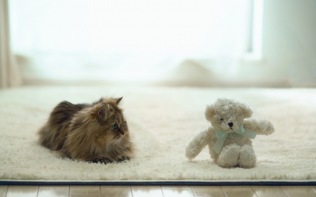 Daisy guarding Hannah's toy - animal, cute, cat, ben torode, blue, white, toy, bear, bow, kitten, teddy, daisy