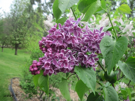 Spring Purple Blooms - Purple, trees, Flowers, green, photography