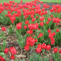 Spring Tulips Fields