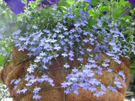 Spring Blue Basket - basket, Flowers, purple, photography, Blue