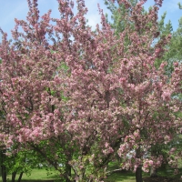 Spring Trees Blooms