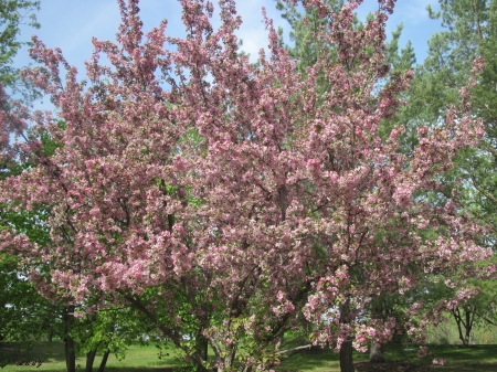 Spring Trees Blooms - trees, Flowers, green, photography