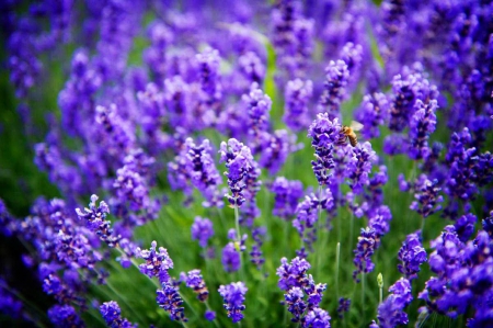 Lavender field - pretty, summer, lavender, blue, grass, meadow, spring, fresh, beautful, purple, scent, nice, bee, fragrance, lovely, freshness, fiels, nature