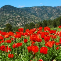 Poppy field