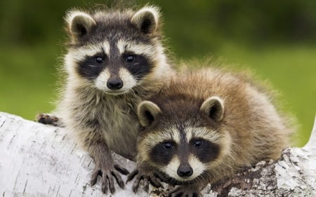 Cute Little Raccoons - Cute, Cool, Raccoons, Little