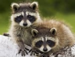 Cute Little Raccoons