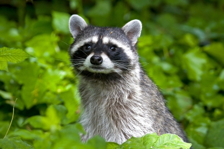 Seata Raccoon - nice, raccoons, cute, cool