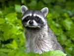 Seata Raccoon