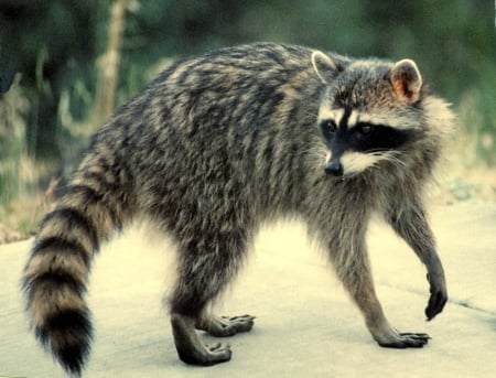 Raccoon is Walking on a Road - on a road, walking, raccoon, playful