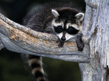 North American Raccoon - north, american, cute, raccoon