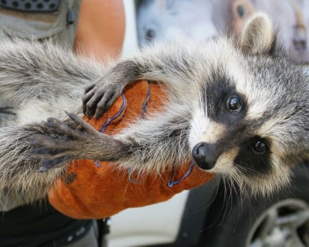 Baby Raccoon - Cute, Litte, Raccoon, Baby